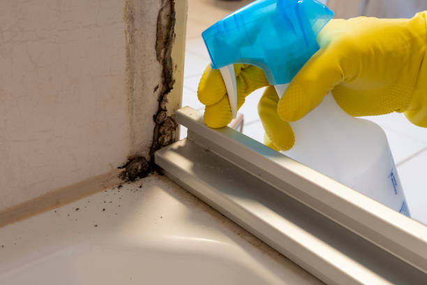 Home Mold Removal in Ballplay, AL