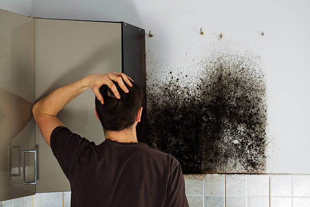 Mold Removal Process in Ballplay, AL