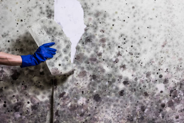 Attic Mold Removal in Ballplay, AL